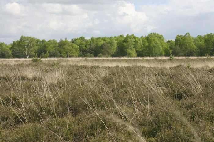 ginkelsche heide