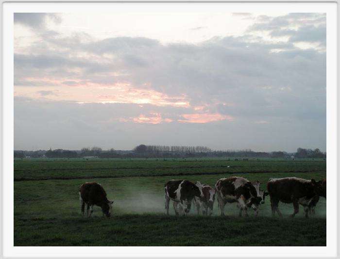 bunschoten polder