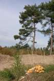 soesterduinen1